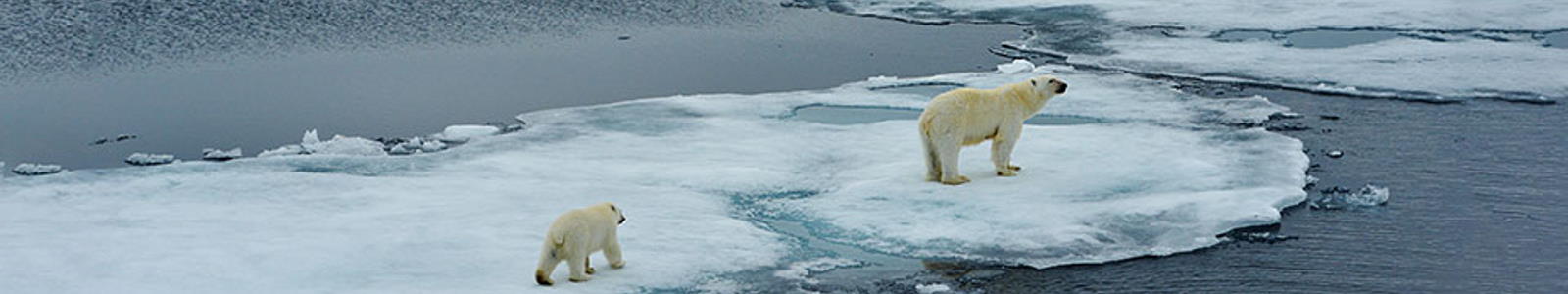Artic image