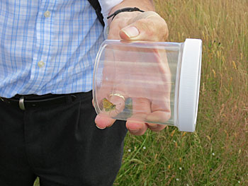 butterfly in jar