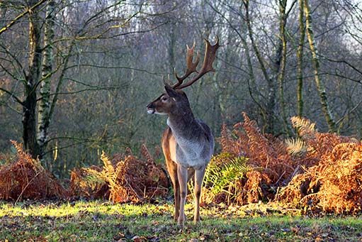Cannock Chase