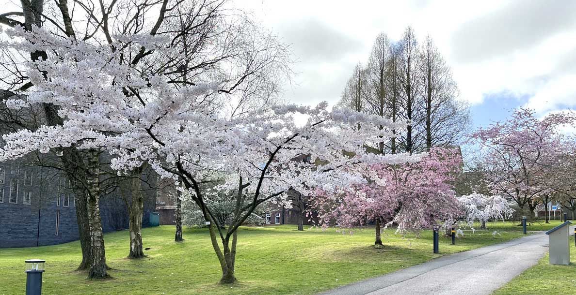 Cherry Tree Walk