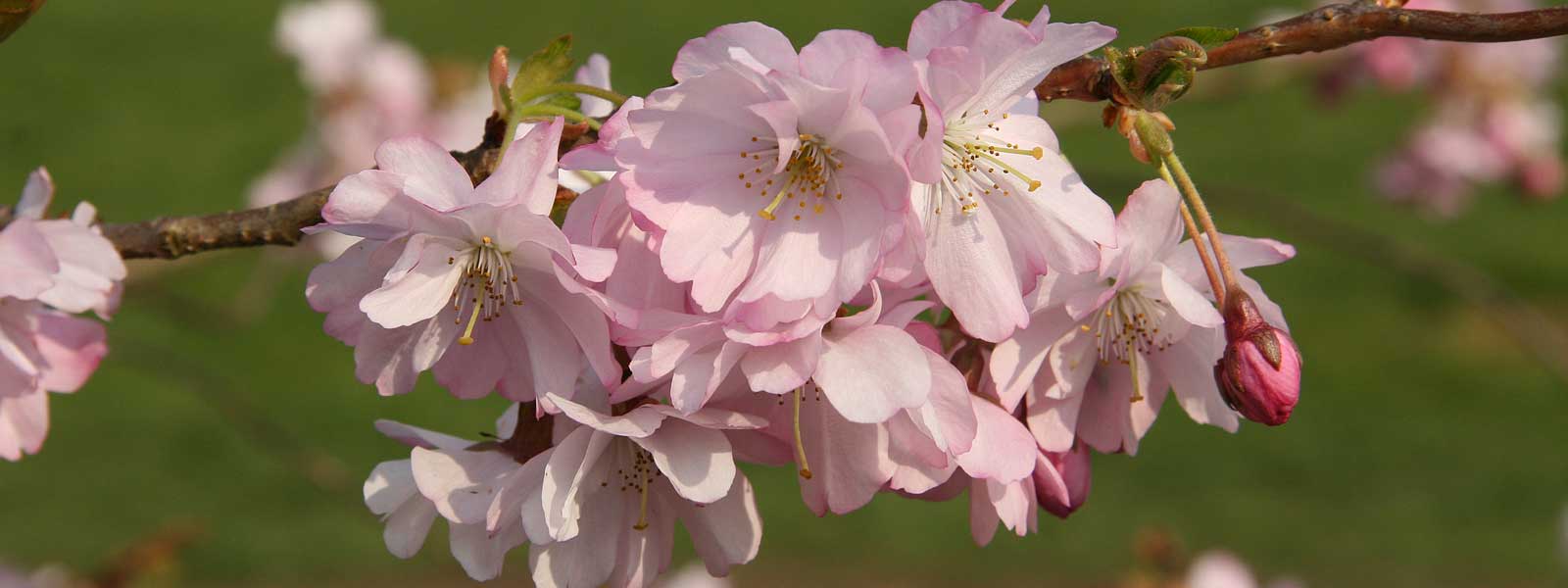 Prunus 'Accolade'