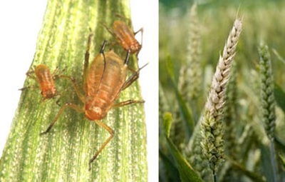 Hijacking plant immunity