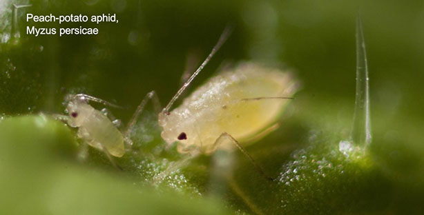 peach_potato aphid