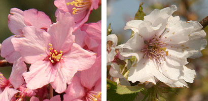 single and semi-double flowers