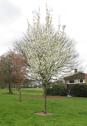 Prunus 'Snow Goose'