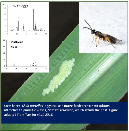 stemborer eggs