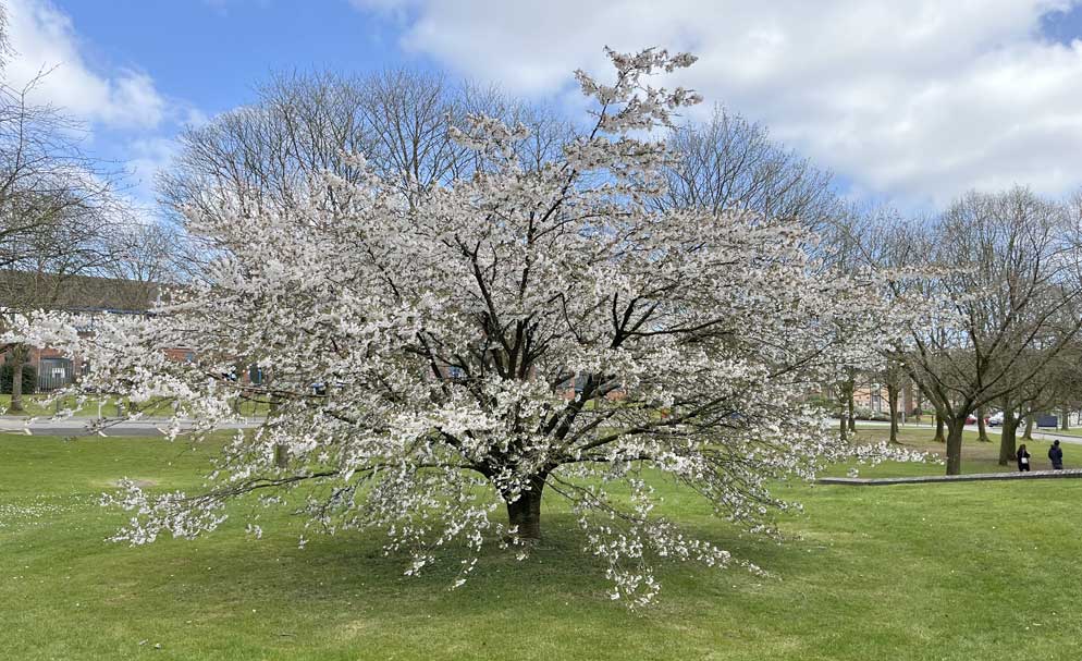 Prunus The Bride