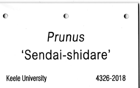 Specimen Cherry Label