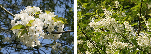 Wild Cherry and Bird Cherry